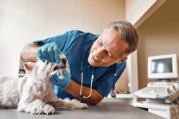 Best Emergency Treatment for Dental Infections or Abscesses in Combine, TX
